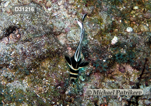 Spotted Drum (Equetus punctatus)